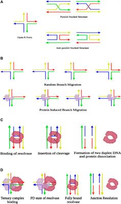 Decoding the Structural Dynamics and Conformational Alternations of DNA Secondary Structures by Single-Molecule FRET Microspectroscopy